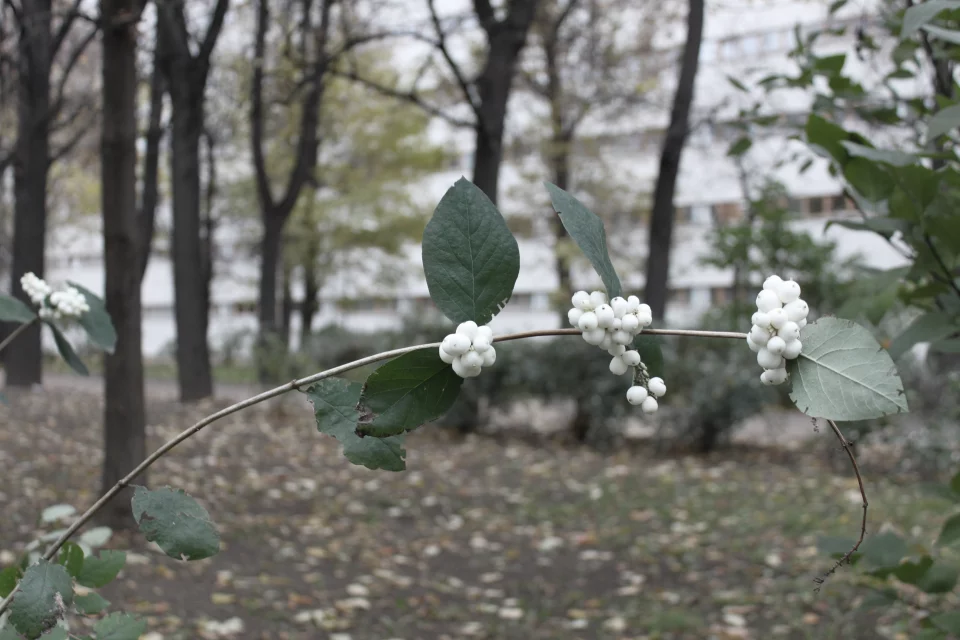 Фасады